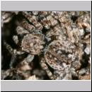 Sitticus pubescens - Springspinne w03 6mm.jpg